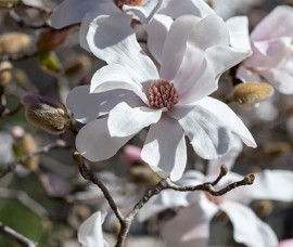 Magnolia loebnerii Merril 400-500cm, 10/12